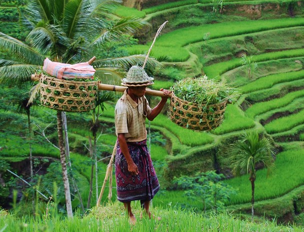A person wearing a hat carries two woven baskets balanced on a pole across their shoulders, walking through lush green terraced rice fields with palm trees in the background.