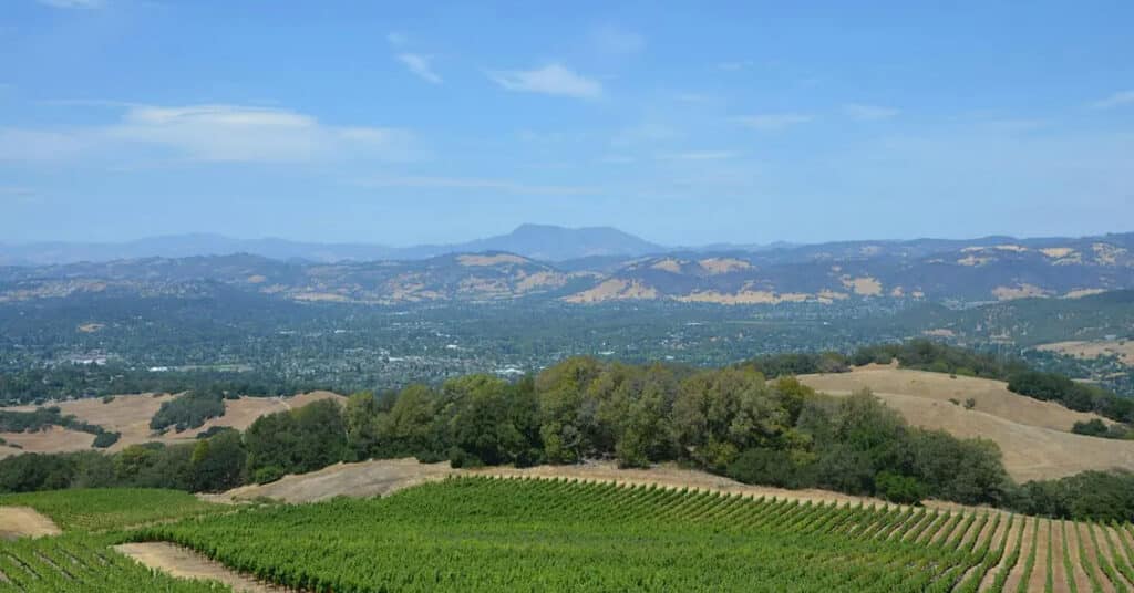 Vineyard rows in the foreground looking out over a valley and rolling hills under a blue sky.